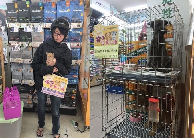 認養小棧不只有狗，也有可愛的小貓哦。　新北市動保處、宜加寵物生活館/提供
