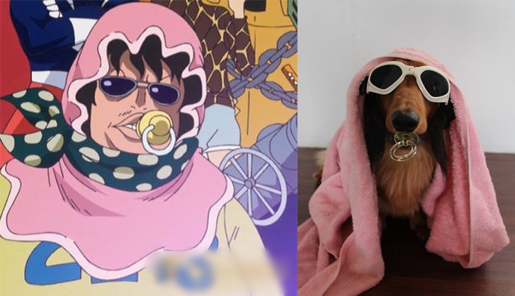 小乙貪吃好控制，留有不少令網友津津樂道的逗趣照片。　取自網路，陣小姐/提供