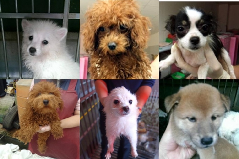 待領養的34隻繁殖場幼犬都已結紮、施打疫苗和晶片。 新北市動保處/提供