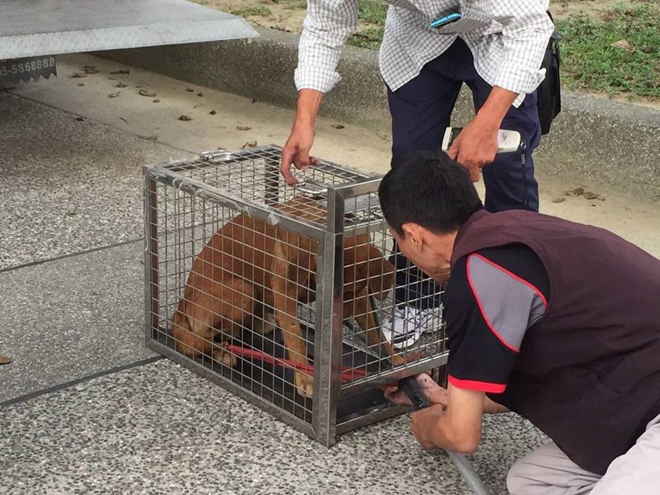 高餐校園流浪犬蛋黃哥(小黃)、小小黑、小斑在11月24日被捕犬隊帶回壽山收容所。 高餐汪汪社/提供
