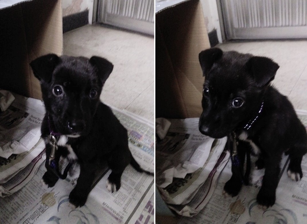 冠翰帶安安去看獸醫時，連醫生都直誇冠翰有愛心，很開心的幫他把安安的醫藥費打折。　鍾小姐/提供