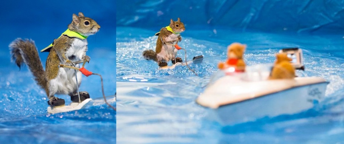 教會Twiggy滑水的幕後功臣是Twiggy的主人Lou Ann Best和她的老公。 取自《Mirror》