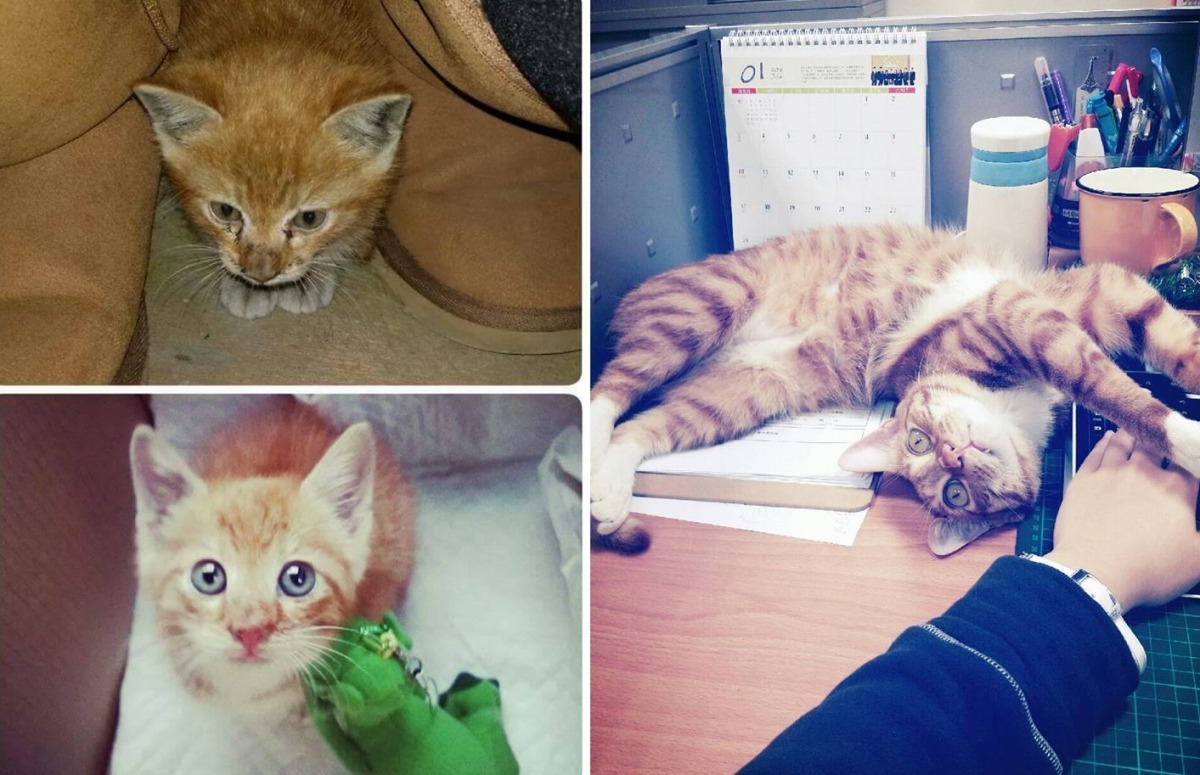艾斯剛被LISTA撿到時，還是毛茸茸的幼貓，現在是艾斯糖最囂張的店貓。　艾斯糖/提供