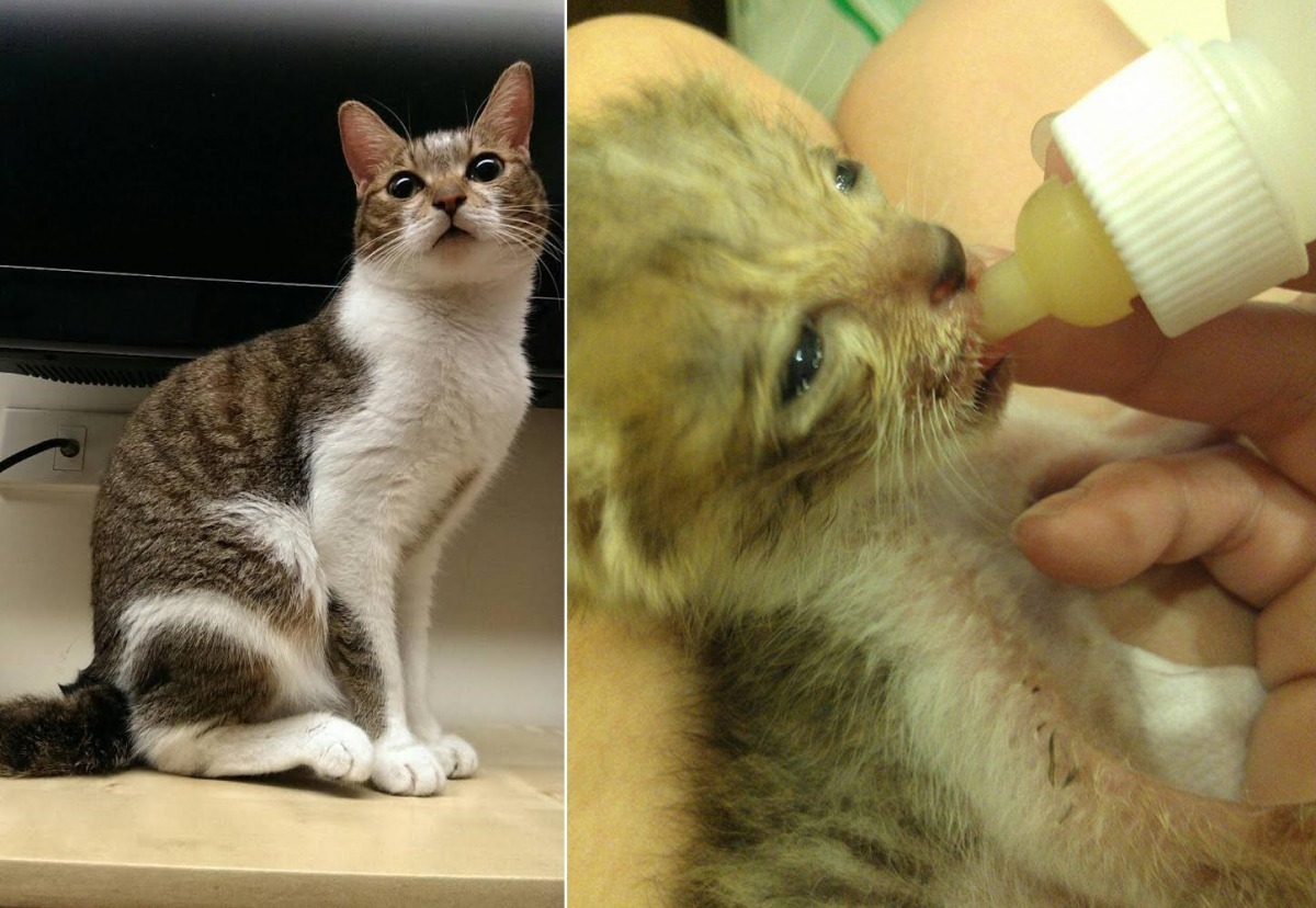 大頭弟小時候右後腳有點萎縮，經過李小姐耐心的復健，大頭弟長大後已改善不少。　李小姐/提供