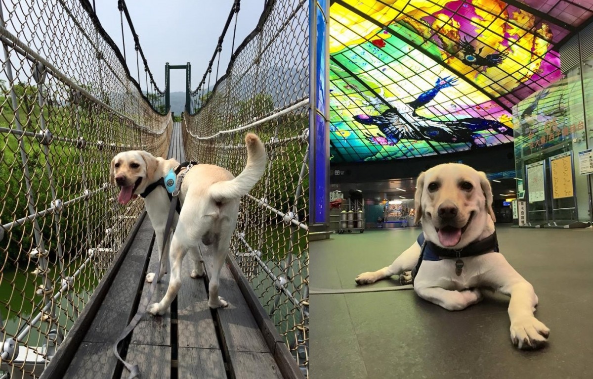 Star非常會察言觀色,尤其是出入公共場合時,很在意旁人的感受,這點和日本人的民族性是不是很相像呢? 取自Guide Dog - Star