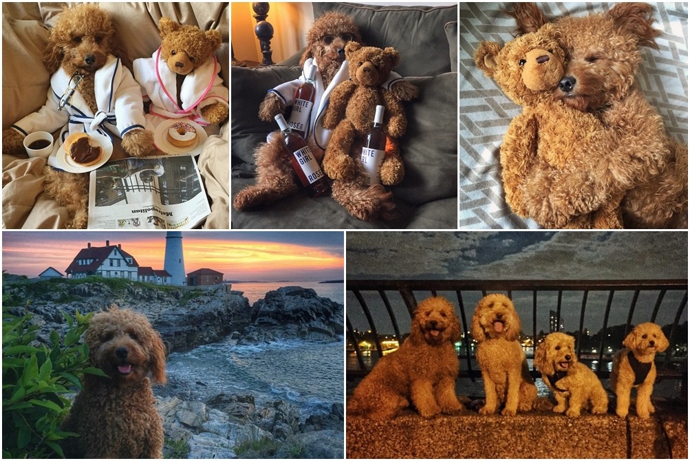 参孫喜歡抱著牠的熊寶貝睡覺，牠們甚至擁有同款睡袍。　取自samsonthedood