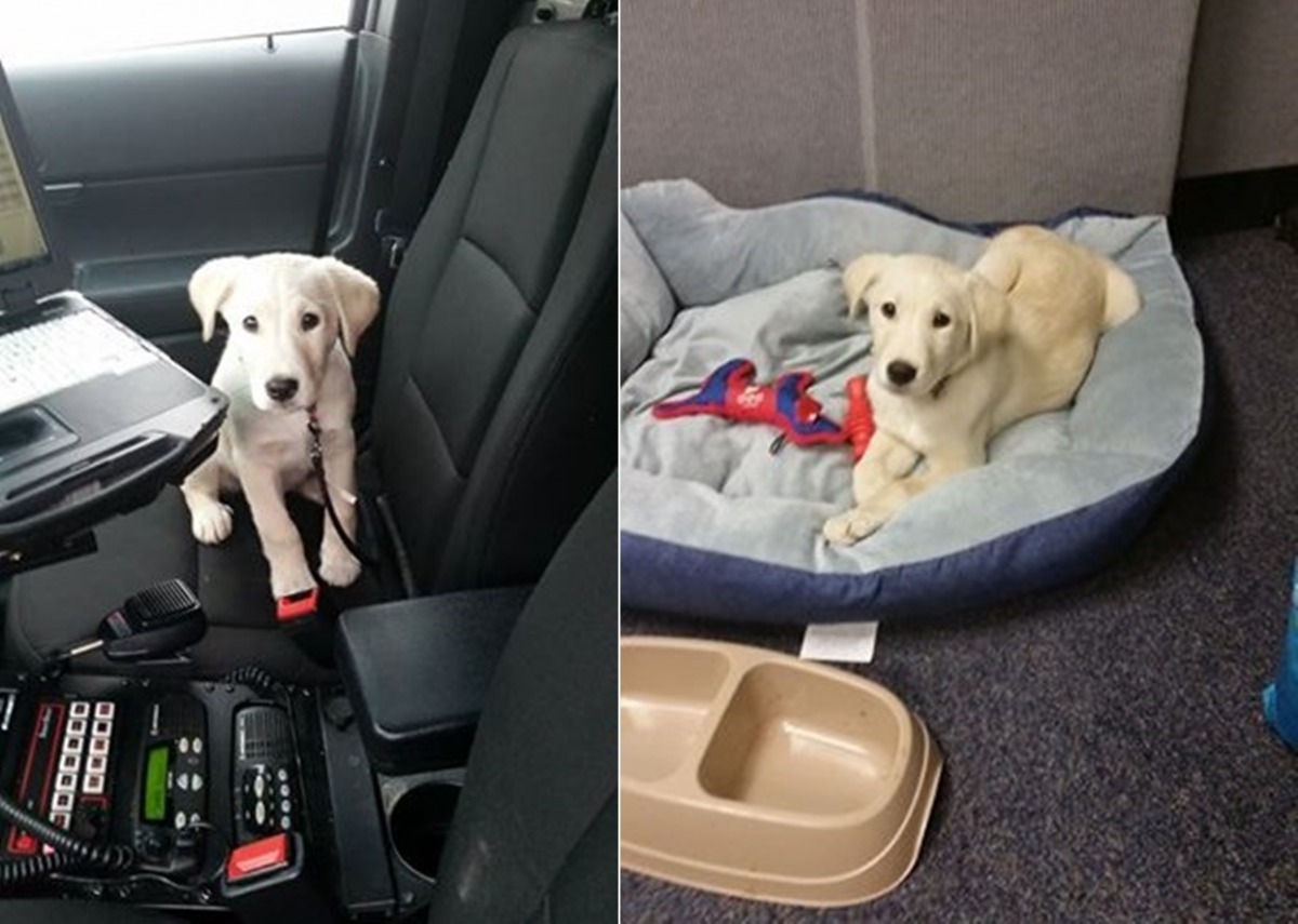 「嗨！你對新家滿意嗎？」　取自《The Dodo》