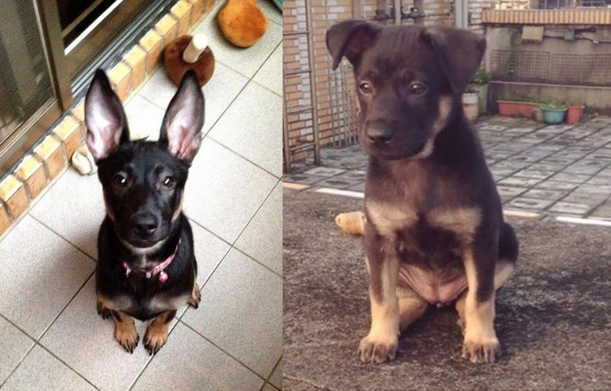 黑福小時候是垂耳(右)，慢慢長大後，耳朵才立起來。　劉祝兆/提供