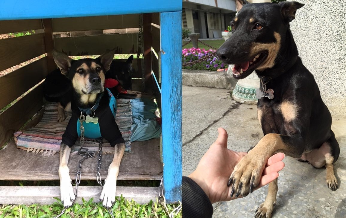 大仁國中的校犬超仁(左)和超妹(右)。 取自大仁國中校犬專區