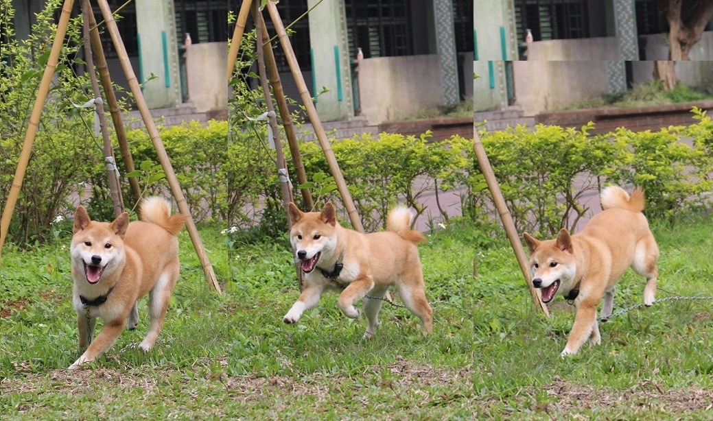 職工阿姨每天都會定時帶好客去草地上跑跳。 黃靖雅/攝