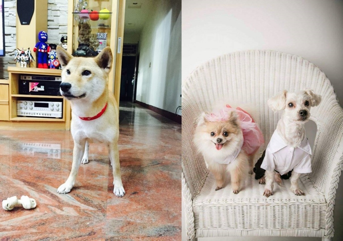 卓于翔把狗狗送養出去之後，會定時追蹤牠們的近況。　卓于翔/提供