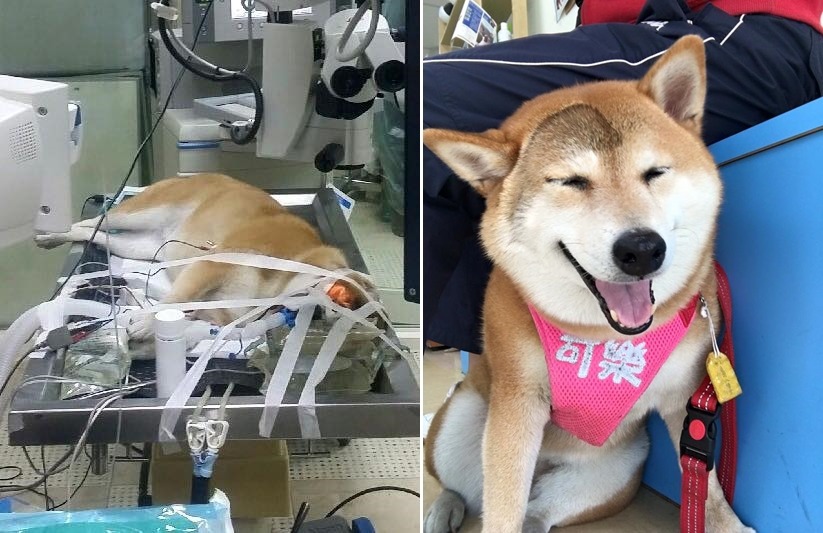 勇敢的可樂手術成功！　取自安溪國中校犬【可樂】