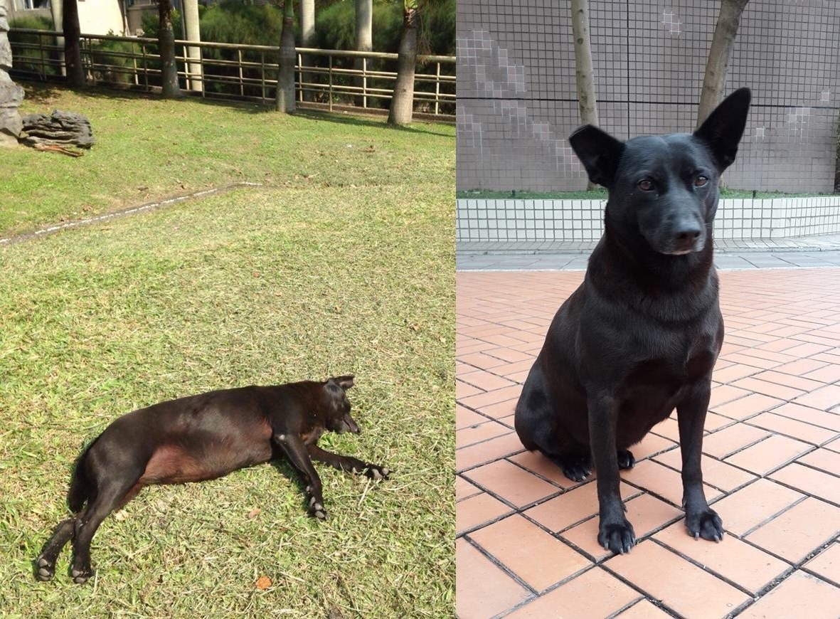 牙牙生前最愛在政大附近到處晃。　政治大學尊重生命社/攝