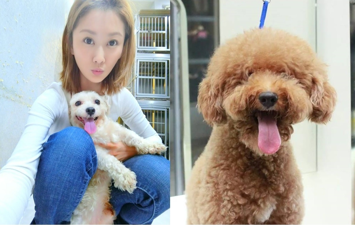 由陳珮騏負擔中途費用的狗狗不計其數，有意願領養者可詳閱狗狗認養需知後，與中途愛媽Candy聯絡。　取自「陳珮騏打氣團 看見真實看見珮騏」粉絲團