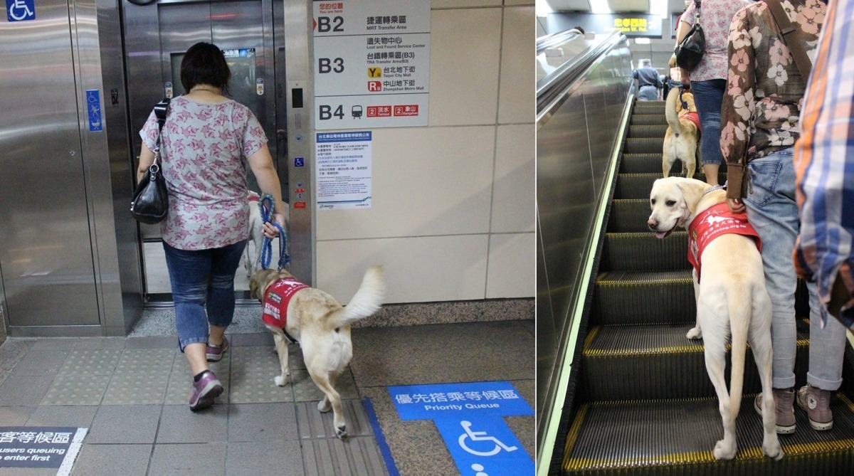光是一個手扶梯,就有階梯式和平台式兩種,還有不同的速度,現在你是不是更佩服導盲犬了呢? 黃靖雅/攝