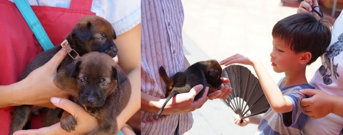 生命教育要從小做起，動保處歡迎民眾帶著小朋友到動物之家和小動物互動。　新北市動保處/提供