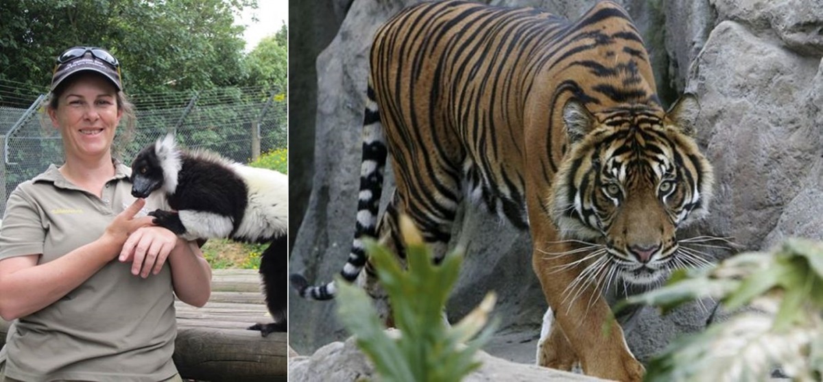 園方積極展開調查，希望未來不要再有憾事發生。　取自Hamilton Zoo