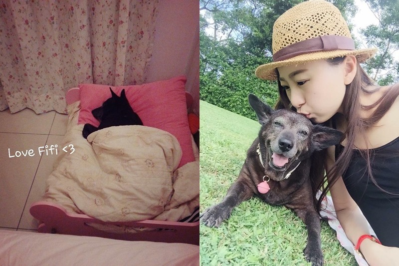 Emily把菲菲當成小公主，除了幫牠戴粉紅鈴鐺，還為牠準備粉紅小床。　Emily/提供