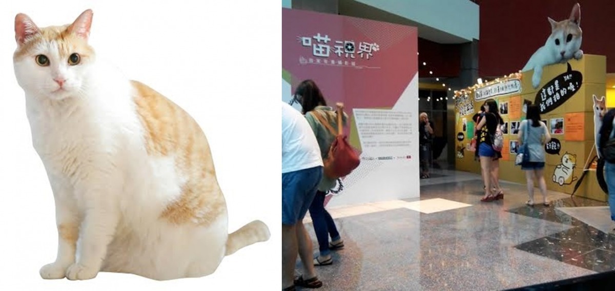 「貓奴們別再猶豫，我們週末見！」　李思怡/提供