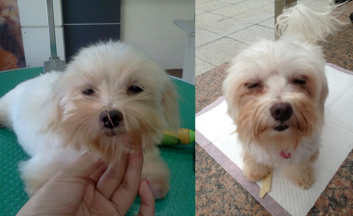 Miffy(右)、小雪(左)還沒被吳小姐領養時,外觀並不討喜。 吳小姐/提供