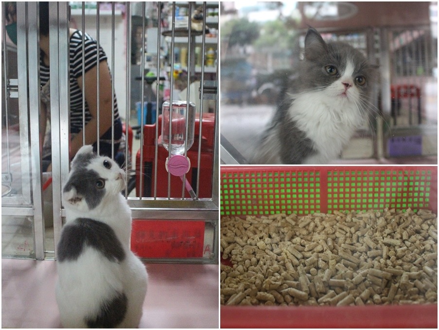 店內幼貓沒有精神不濟、生病的跡象，貓砂也看得出剛清理過。　黃靖雅/攝