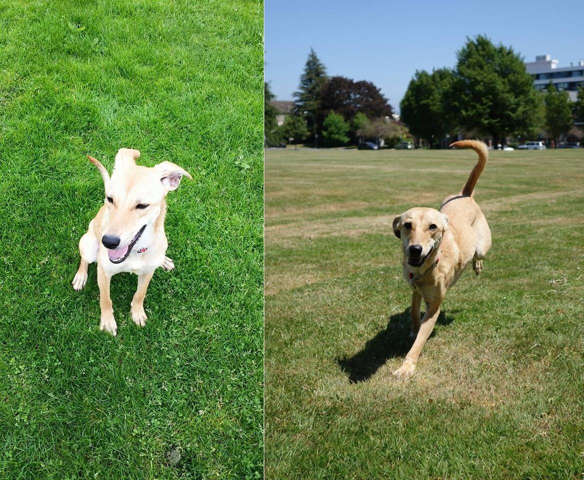 米漿：「嘿嘿，終於找到可以發揮我賽跑天分的場地了！」　Jane Chiang/提供