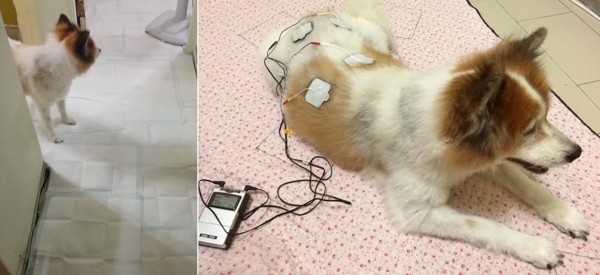 因為娜娜的病況，家中鋪滿尿布墊，細心的娜莎爸媽也再加一層止滑墊，避免娜娜和莎莎滑倒。　娜莎爸/提供