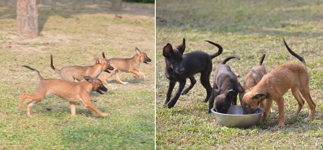 小小高們活潑健康,有意願和能力領養的人請盡快和高餐汪汪社聯絡。 趙峻郁/提供