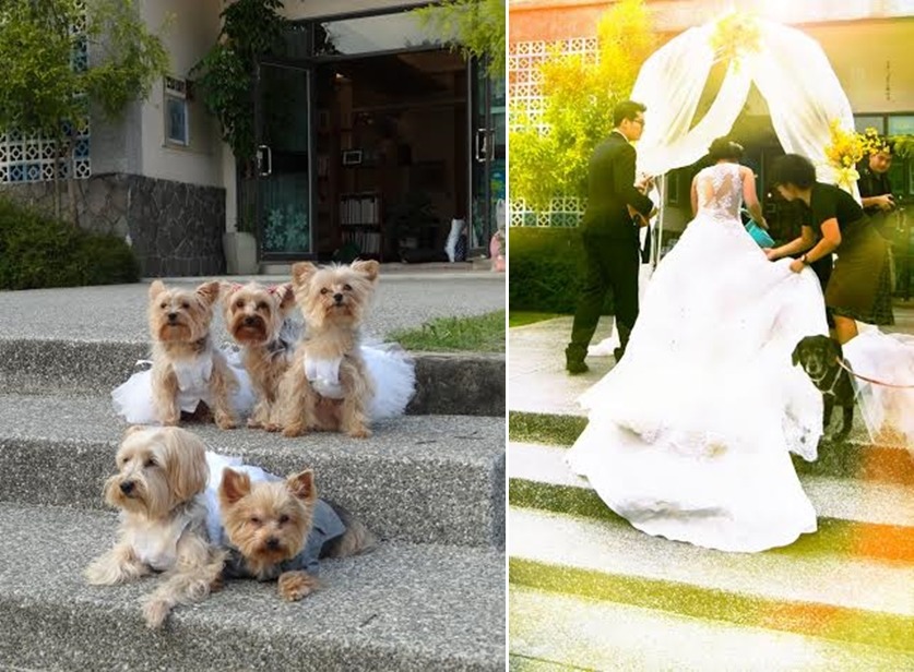 狗爸媽球球、抖抖和牠們生的小孩棠棠、黃黃、墨乃綠，都穿得漂漂亮亮參加婚禮呢！　棠棠媽/提供