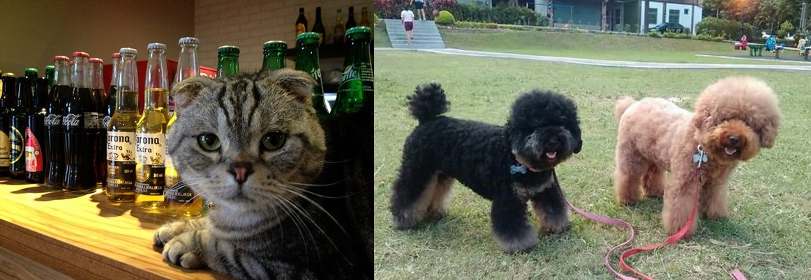 被美式漢堡店領養去當店貓的英國摺耳貓，和曾是繁殖場種犬的黑貴賓現在都過著舒適快樂的生活。　卓于翔/提供