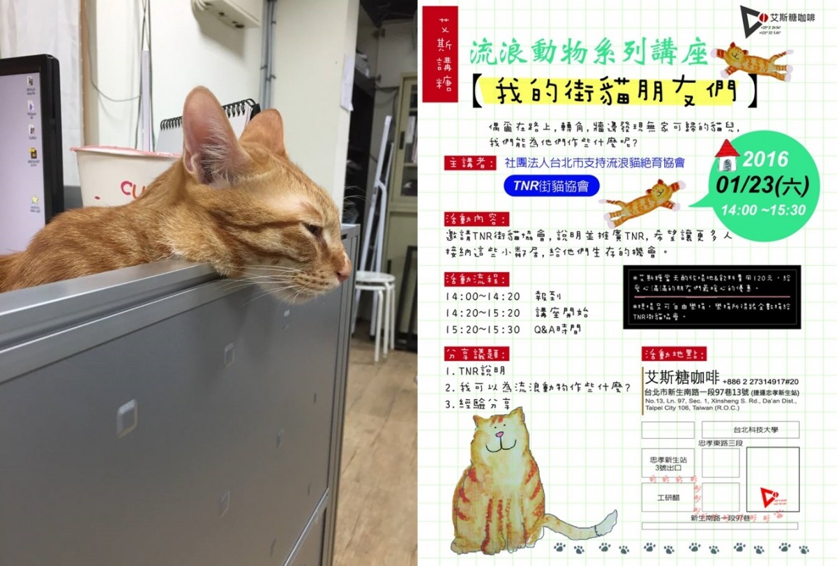 「就算已經很了解街貓了，也可以來跟我玩嘛~喵~」　艾斯糖/提供