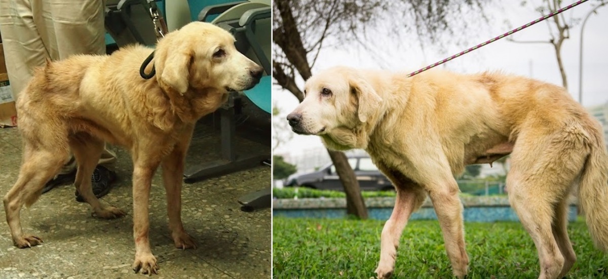 這是亮亮的前後對比照,相信在被好主人領養後,亮亮一定會變得更健康、漂亮! 新北市動保處/提供
