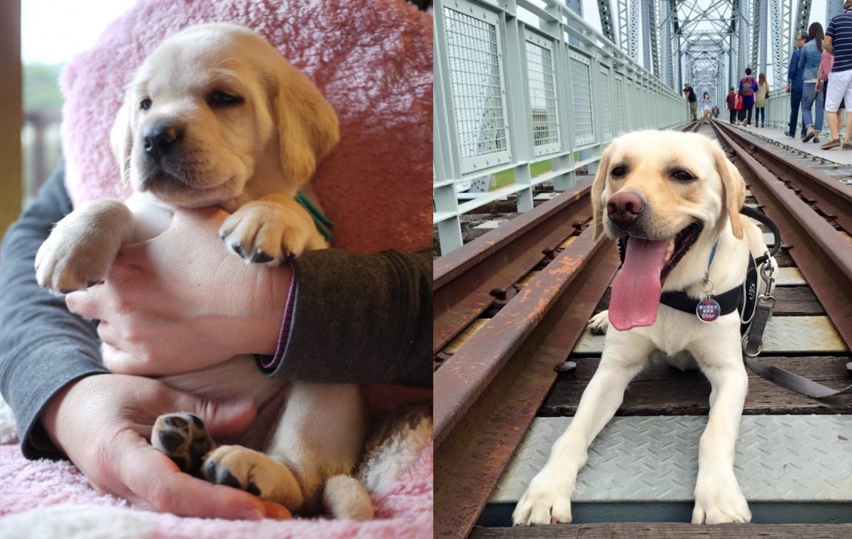 現在頭好壯壯、重達29kg的Star,寶寶時期(左)可是超萌的哦! 取自Guide Dog - Star