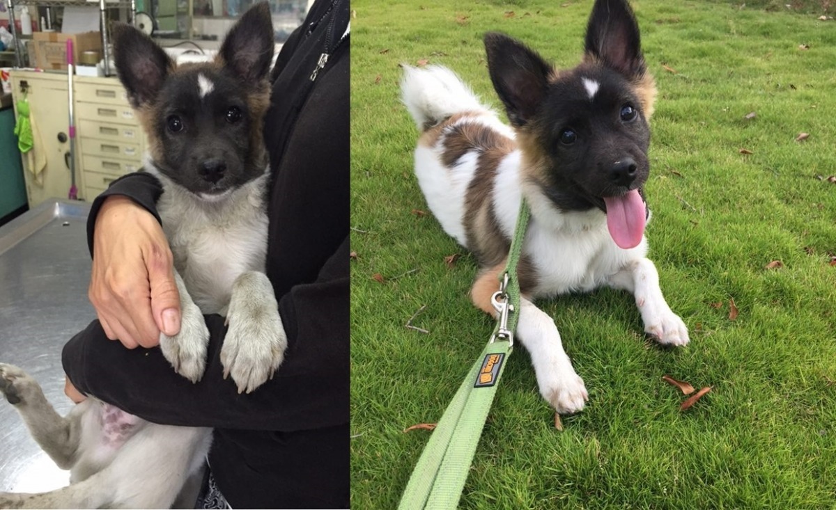 王郁雯很快就幫這隻被男主人丟掉的混種蝴蝶犬找到了新家。　王郁雯/提供