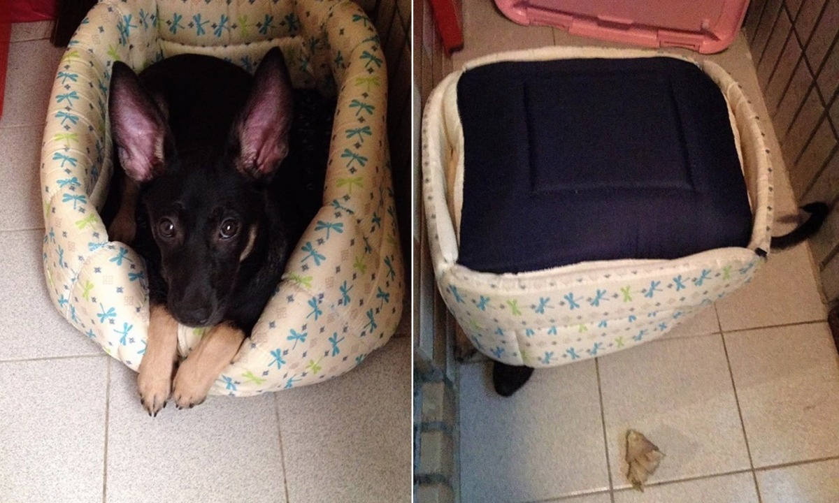 讓黑福為您示範睡窩的正確使用方式。　劉祝兆/提供