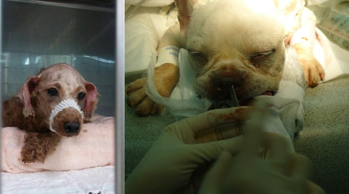 圖左這隻紅貴賓下顎骨折，圖右的法鬥在數次手術後，終於能夠稍微自在的呼吸了。　取自TSPCA