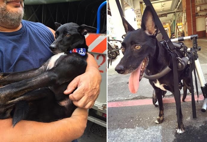 圖左為從小關心黑黑的鄰居。穿戴風火輪的黑黑(右)是不是看起來很威風呢？　黑黑媽媽/提供