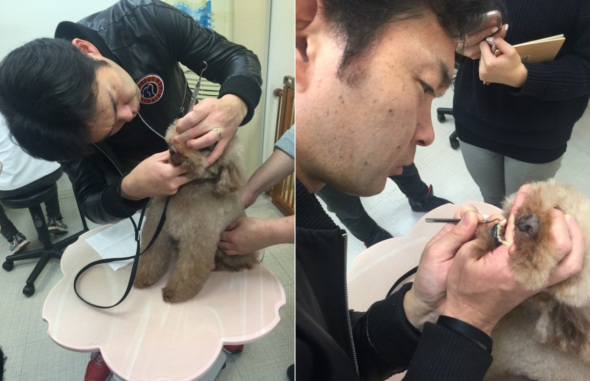 無麻醉洗牙主要是靠工具刮除犬齒表面的牙結石。　台北市寵物商業同業公會/提供