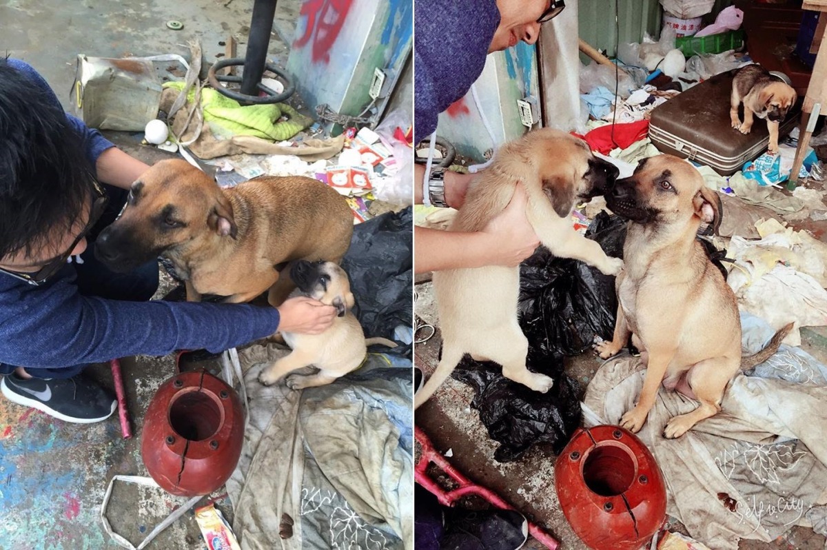 伯伯過世後,大黃變得比較敏感黏人。