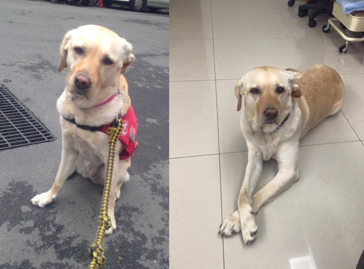 Orange上廁所上到一半被違停的車子嚇到了。　取自Guidedog Joyce 兔妞 and Orange 橘子