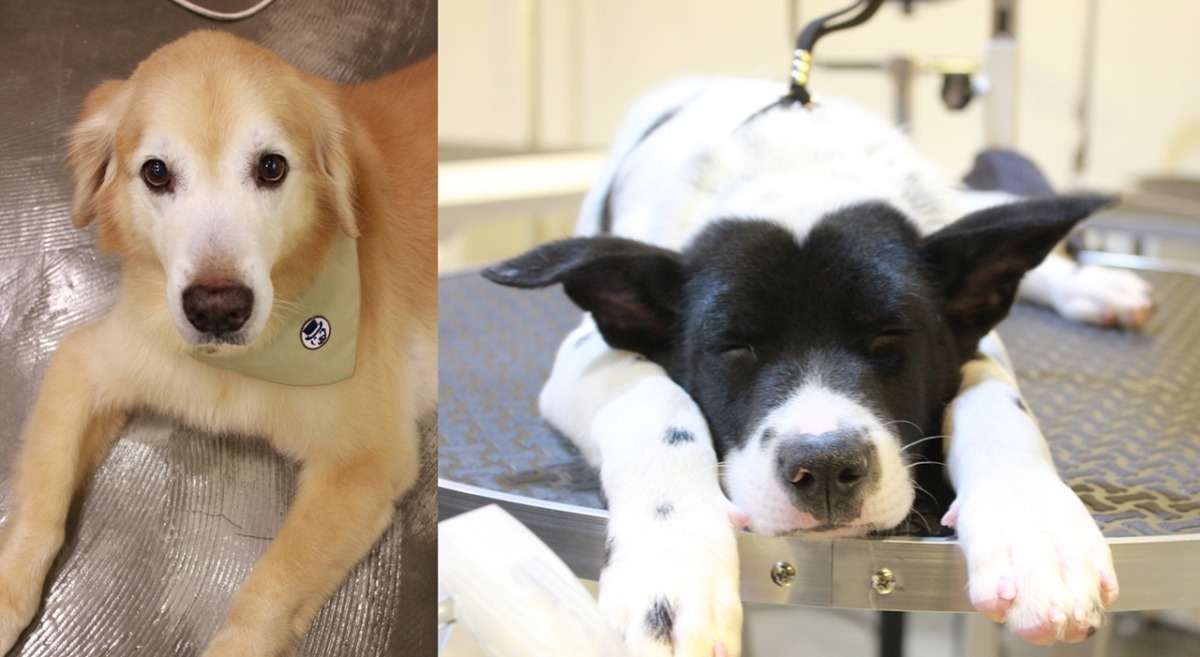 福福(左)是和肥肥同時領養的，Bonbon(右)原本是鄰居在附近撿到的狗，現在也變成店狗囉。　Thil/提供