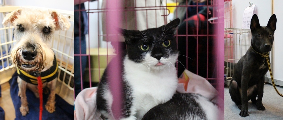 這些可愛的貓咪、狗狗都在等家哦! 黃靖雅/攝