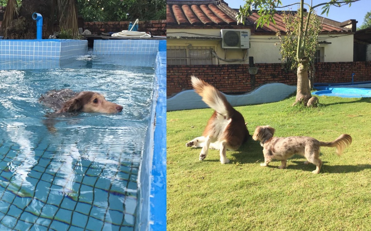 圖為台南星星的鄰居民宿，中庭有大草皮，還附設小游泳池，店狗是兩隻拉拉。　Christine/提供