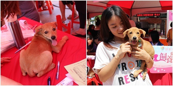 看到新北市動保處提供豐富的認養嫁妝，林慧君和媽媽一度不願領取，想把嫁妝留給其他更需要的人，得知只要向新北市動物之家領養犬貓、人人有獎，並非限量贈品後才開心地收下。　黃靖雅/攝