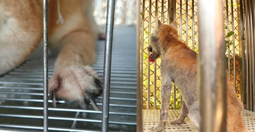 圖左可明顯看出犬隻因長期籠飼指甲過長，圖右柴犬脫毛嚴重。　TSPCA/提供