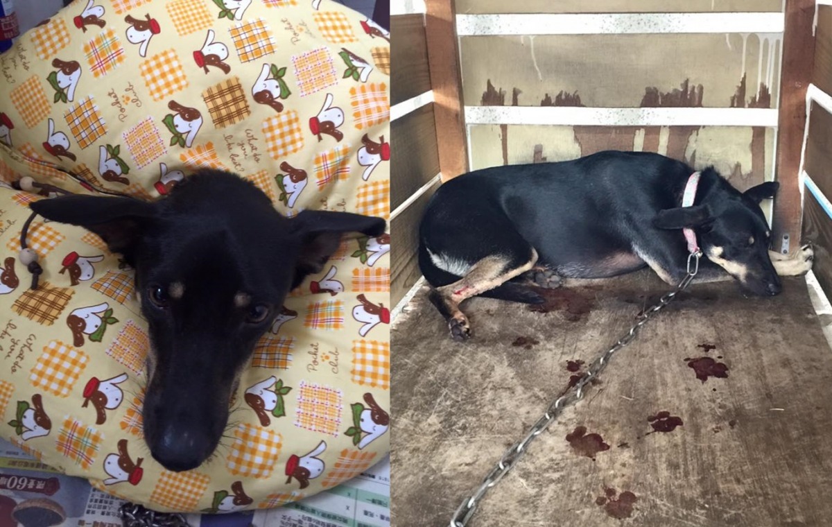 超妹的右後腿的傷把狗屋弄得血跡斑斑,心疼的志工幫牠做了舒適頸枕,以免牠舔傷口。 取自大仁國中校犬專區