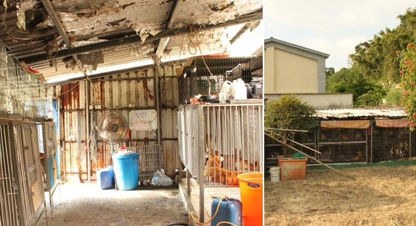 鐵皮犬舍四周裝設有帆布但無外牆，內有兩具抽風機，一台工業用電風扇。　新竹市動物保護防疫所/提供