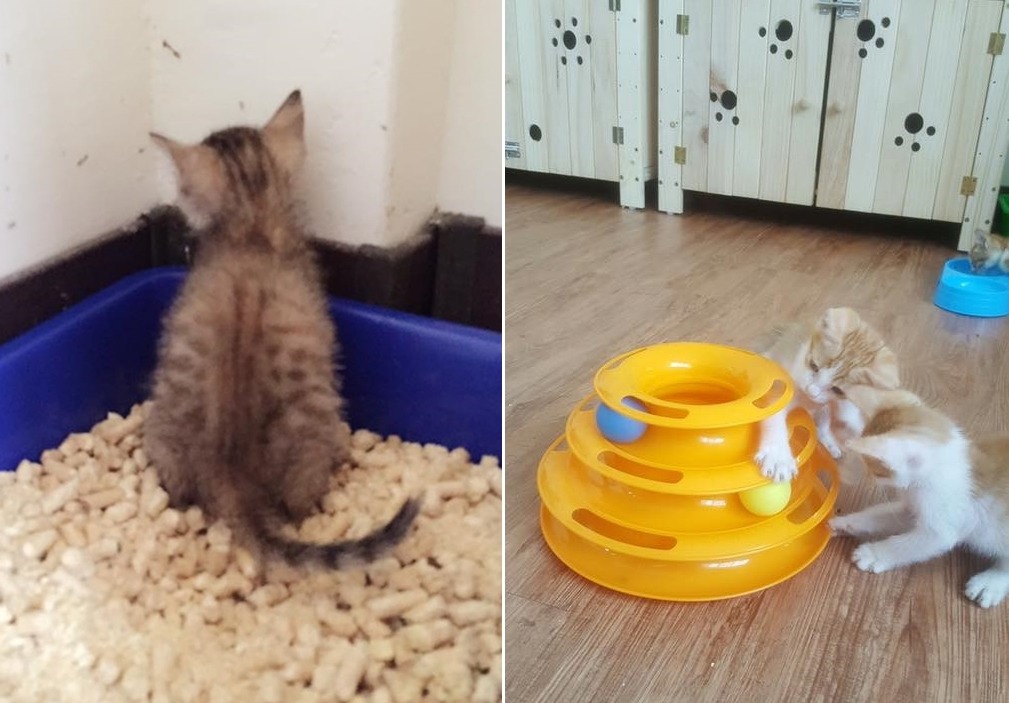 為響應環保，藍盈琪不希望貓咪用礦砂，目前用的都是松木木屑砂。　藍盈琪/提供