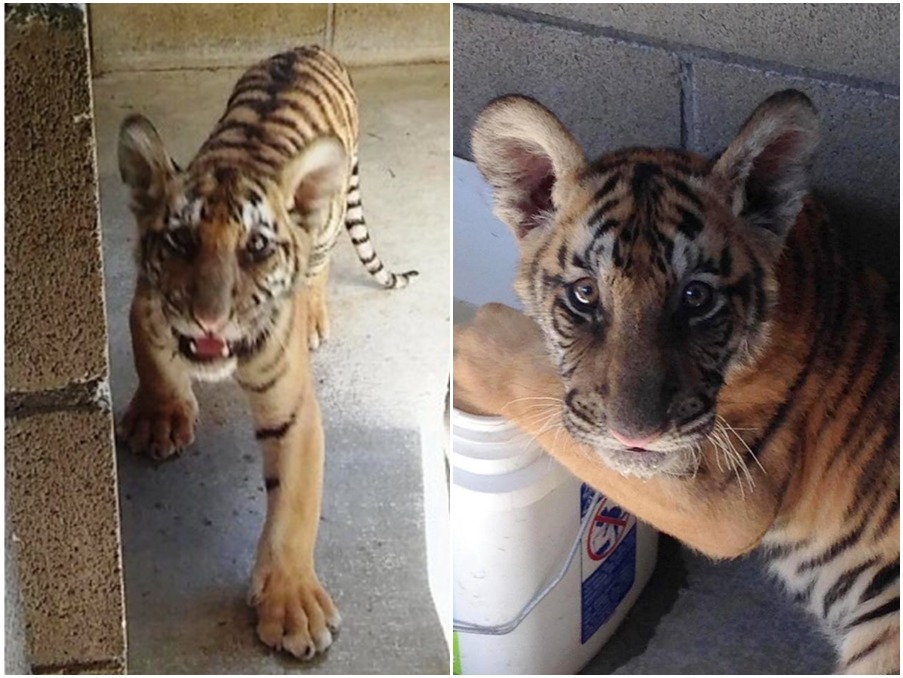 小老虎很快就適應新環境囉！　取自Forever Wild Exotic Animal Sanctuary