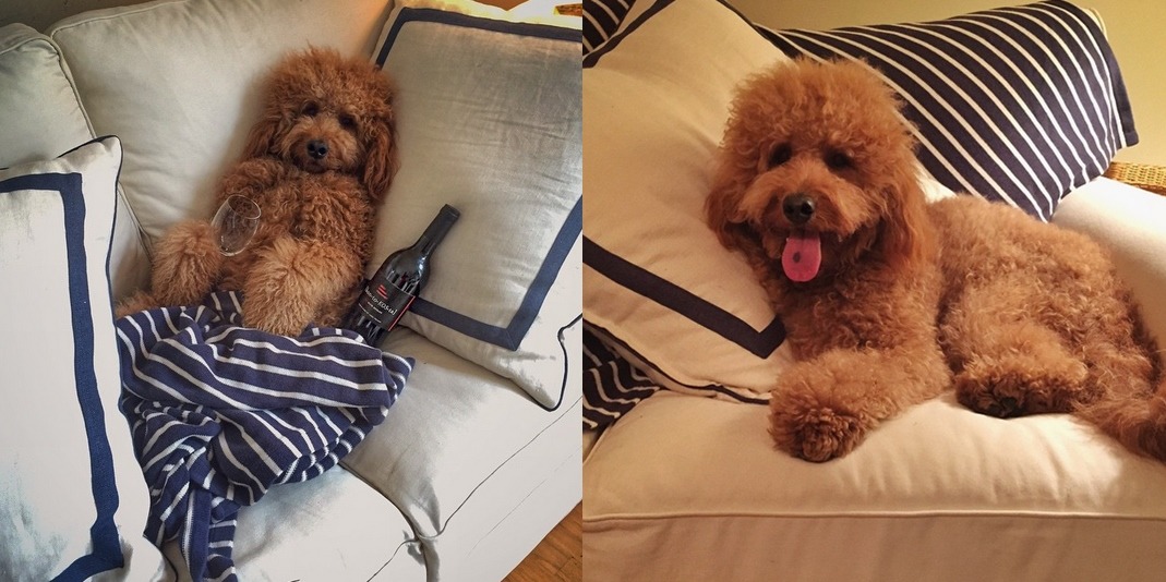 「我昨晚宿醉被主人罰睡沙發！」　取自samsonthedood